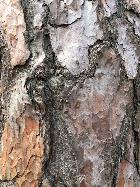 Régi száraz fakéreg. Tökéletes háttér természetes motívummal. Száraz ráncos többrétegű fa felület. A természet által létrehozott természetes minta — Stock Fotó