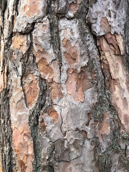 Alte trockene Baumrinde. Perfekter Hintergrund mit einem natürlichen Motiv. Trockene faltige mehrschichtige Holzoberfläche. Natürliche Muster, die von der Natur geschaffen wurden — Stockfoto