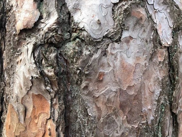 老干树皮。完美的背景和自然的主题。干皱的多层木材表面。大自然创造的自然模式。横向摄影 — 图库照片