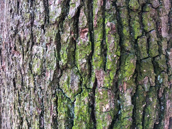 Vecchia corteccia di quercia, superficie secca screpolata con motivo a rughe. Muschio e licheni su un tronco d'albero. Sfondo con molti piccoli dettagli. Struttura ravvicinata, marrone verde e viola — Foto Stock