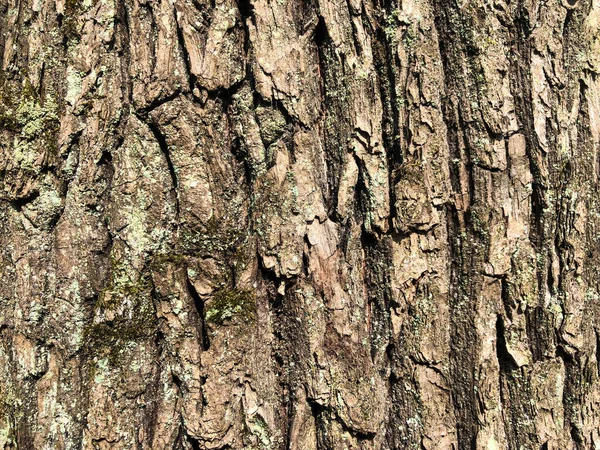 老橡木树皮,干裂表面有皱纹图案.在树干上的苔藓和苔藓。背景与许多小细节。特写，绿褐色和紫罗兰色纹理 — 图库照片