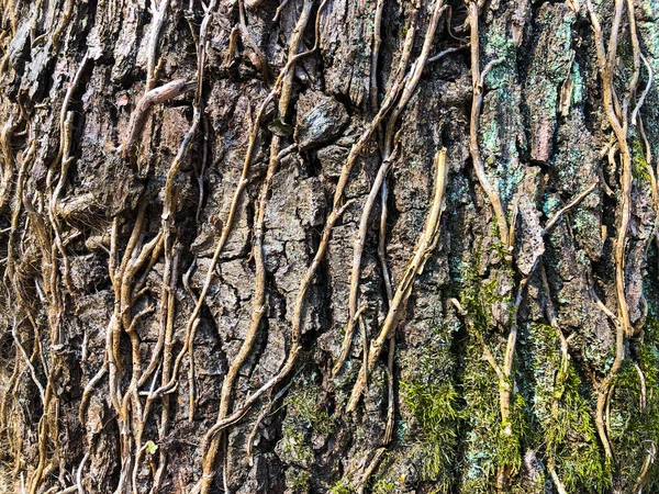 Stará dubová kůra, popraskaný suchý povrch s vrásčitým vzorem. Mech a lišejníky na kmeni stromu. Pozadí s mnoha drobnými detaily. Zblízka, zelená hnědá a fialová textura — Stock fotografie
