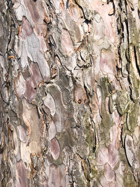 完美的背景和自然的追踪。老干树皮。干皱的多层木材表面。大自然创造的自然模式。裸色 — 图库照片