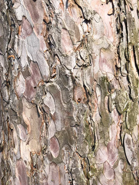 Fond parfait avec un tracé naturel. Vieille écorce d'arbre sèche. Surface en bois multicouche plissée sèche. Modèle naturel créé par la nature. Couleurs nues — Photo