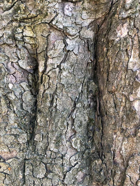 老皱巴巴的树的表面。植物破碎的树皮.和谐的木纹.完美的背景和自然的追踪。老干树皮。干燥的多层木材表面。自然 — 图库照片