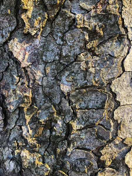 A superfície de uma velha árvore enrugada. Casca rachada de uma fábrica. Textura de madeira em relevo harmoniosa. Fundo perfeito com um tracery natural. Velha casca de árvore seca. Superfície de madeira multicamada seca. Natural — Fotografia de Stock