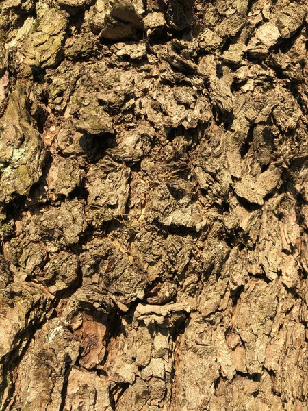 Albero raggrinzito, la superficie di un vecchio tronco d'albero rugoso. Corteccia rotta di una pianta. Struttura armoniosa in legno goffratoSfondo perfetto con un traforo naturale. Vecchia corteccia d'albero secca. Legno multistrato secco — Foto Stock