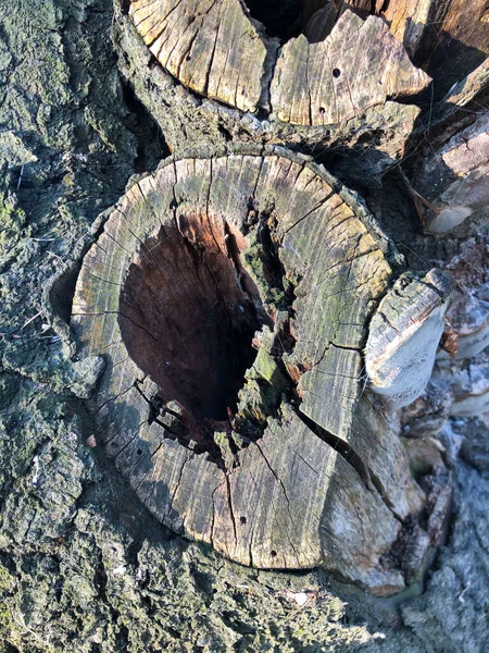 Baum, der im Inneren einer zerrissenen Rinde einer Pflanze leer geschnitten wurde. Harmonisch geprägte Holzstruktur. Perfekter Hintergrund mit einem natürlichen Muster. Alter, trockener Baumstamm. Trockene mehrschichtige Holzoberfläche. Natürliches Muster — Stockfoto