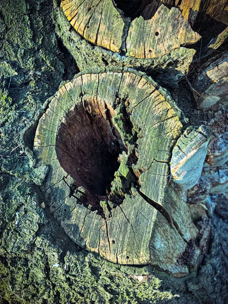 Drzewo z X na nim. Podpisz za wycinanie drzew. Pęknięta kora rośliny. Harmonijna, wytłaczana struktura drewna. Idealne tło z naturalnym śladem. Stary, suchy pień drzewa. Sucha wielowarstwowa powierzchnia drewna — Zdjęcie stockowe