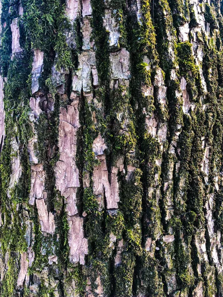 Stara kora dębu, pęknięta sucha powierzchnia z pomarszczonym wzorem. Moss i porosty na pniu drzewa. Tło z wieloma drobnymi szczegółami. Zbliżenie, zielony brązowy i fioletowy tekstury — Zdjęcie stockowe