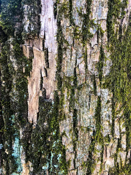 老橡木树皮,干裂表面有皱纹图案.在树干上的苔藓和苔藓。背景与许多小细节。特写，绿褐色和紫罗兰色纹理 — 图库照片