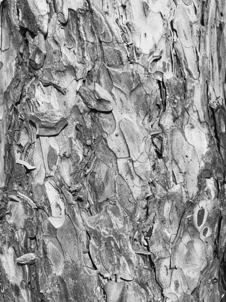 Alte trockene Baumrinde. Perfekter Hintergrund mit einem natürlichen Motiv. Trockene faltige mehrschichtige Holzoberfläche. Natürliche Muster, die von der Natur geschaffen wurden. Schwarz-Weiß — Stockfoto