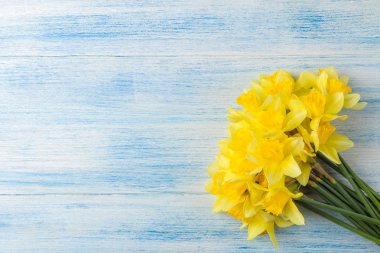Bahar çiçekleri, sarı nergisler, mavi ahşap arka planda çerçeve. metin için yer