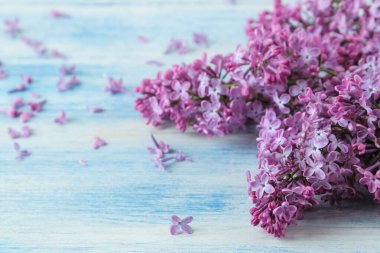 Bahar çiçekleri. Mavi ahşap bir masada çiçek açan leylak dalları çerçevesi. yakın plan