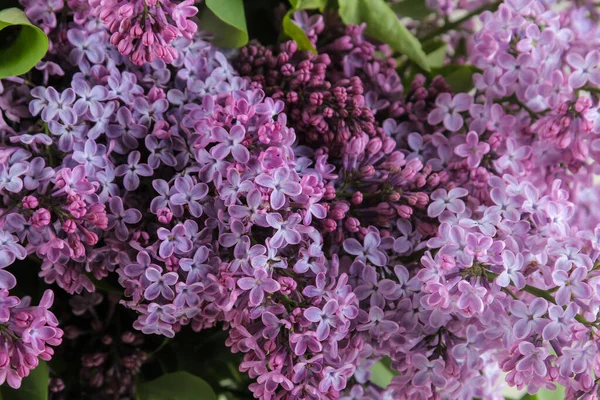 Flores Primavera Ramitas Floración Lila Primer Plano Sobre Fondo Hormigón Imágenes De Stock Sin Royalties Gratis