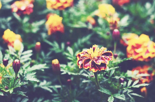 Souci des fleurs dans un jardin après la pluie — Photo