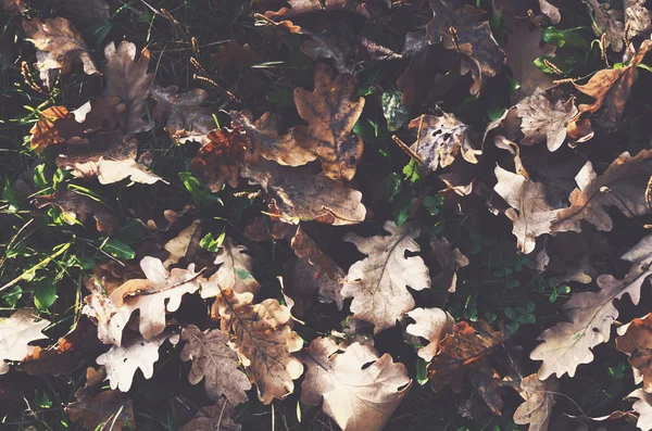 Tørrede egetræsblade falder baggrund - Stock-foto