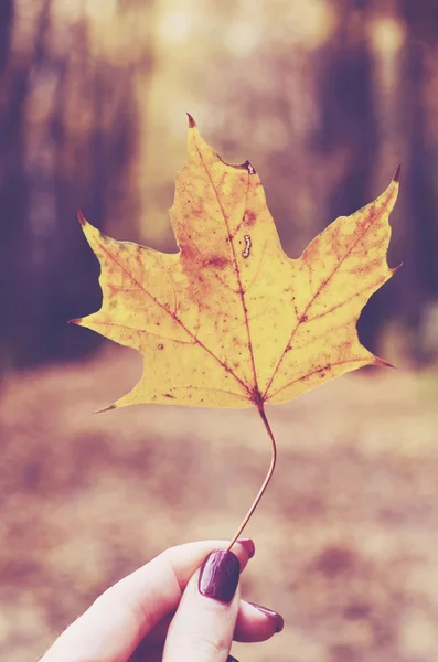 Girl holding yellow maple leaf in her hand, fall background — Stock Photo, Image