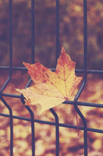 Lonely maple leaf on the metal fence in fall park — Stock Photo, Image