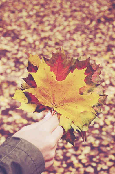 Female hand holding bunch of colorful autumn leaves — Stock Photo, Image