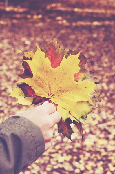 Maple leaves bunch in woman's hand — Stock Photo, Image