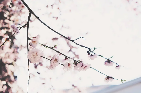 Floração ramo de flor de amêndoa com espaço vazio no backgrou luz — Fotografia de Stock
