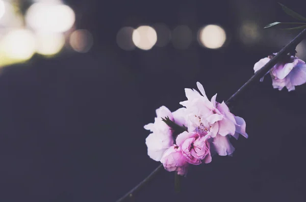 Flores florecientes de sakura rosa con espacio vacío sobre fondo oscuro —  Fotos de Stock