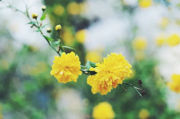 Fioritura Rudbeckia fiori su sfondo primavera — Foto Stock