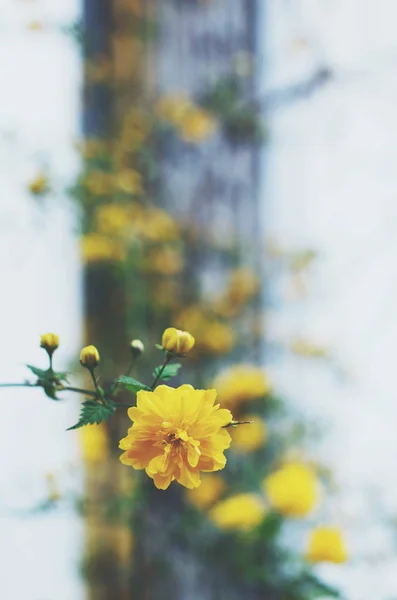 Gelbe Blume im Sommergarten — Stockfoto