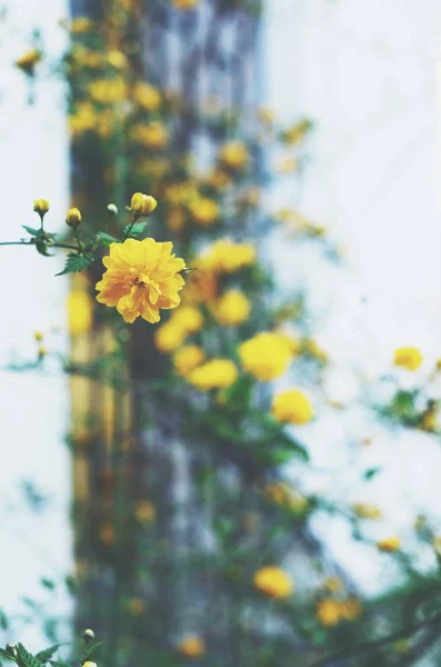 Żółte kwiaty w ogrodzie — Zdjęcie stockowe