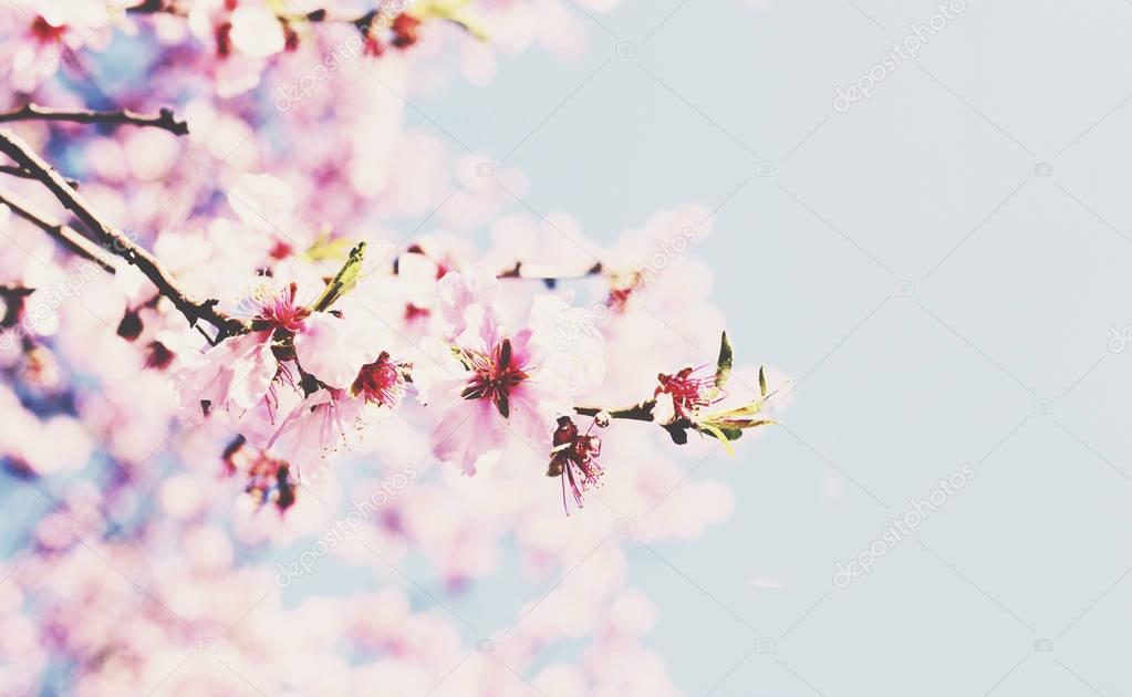 Blooming cherry branch with copy space on soft blue background