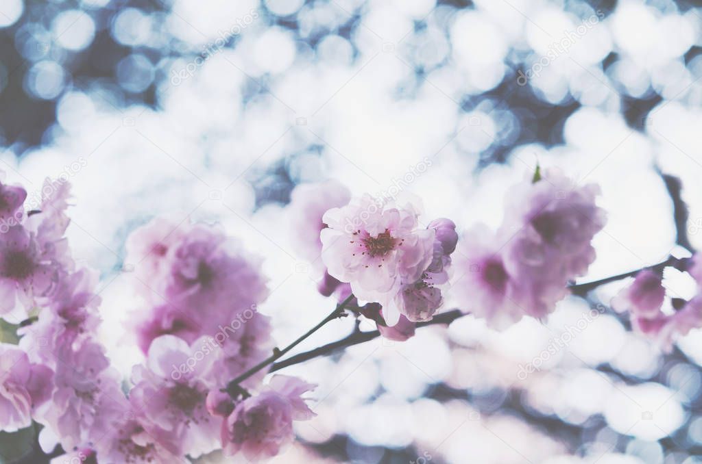 Blooming pink flowers on soft spring background 
