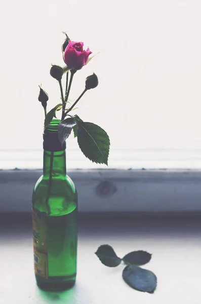 Rosa rosa in una bottiglia verde sul vecchio davanzale di legno — Foto Stock
