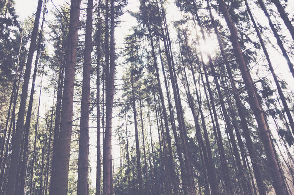 Evergreen pine trees landscape