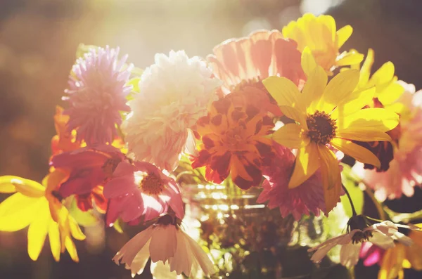 Kilka kolorowych kwiatów w miękkie słońce świeci — Zdjęcie stockowe