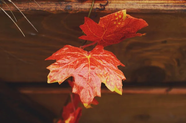 Decoration with red maple leaves and wooden crate — Stock Photo, Image