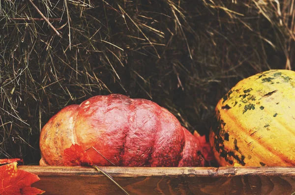 Red pumpkin in wooden box — Stock Photo, Image