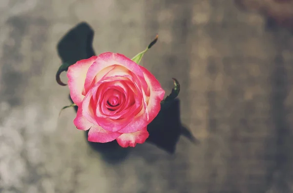 Różowa róża na szarym tle — Zdjęcie stockowe
