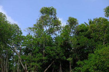  Yarasalar gündüzleri ağaçta uyurlar.