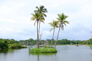 Göldeki palmiye ağaçları. Asya, Sri Lanka