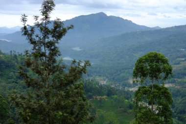 Nuwara Eliya çay tarlaları. Sri lanka