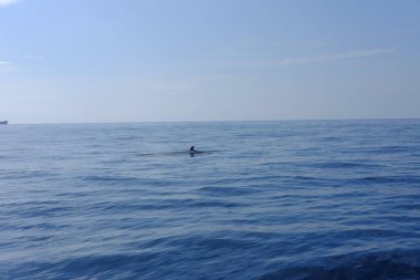 Yunuslar denizde. Shri Lanka