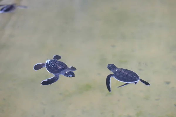 2 small turtles swim in the water.Turtle farm in Sri Lanka. Shelter for disabled turtles. A place where they treat marine animals that have suffered at the hands of poachers