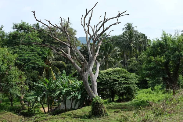 Velha Árvore Relict Seco Fundo Uma Bela Paisagem — Fotografia de Stock