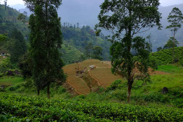 Nuwara Eliya Tea Plantations Sri Lanka — Stock Photo, Image