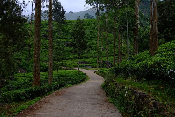 Nuwara Eliya Plantations Thé Sri Lanka — Photo