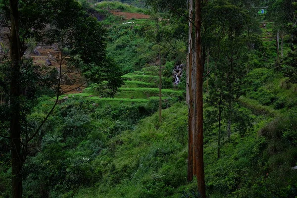 Nuwara Eliya Plantações Chá Sri Lanka — Fotografia de Stock