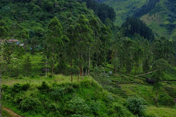 Nuwara Eliya Theeplantages Sri Lanka — Stockfoto