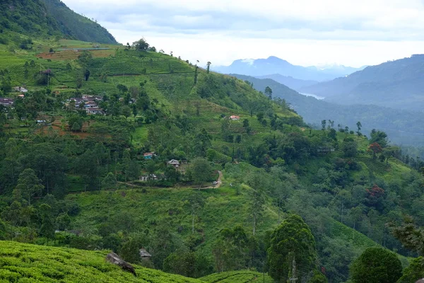 Les Plantations Thé Avec Toile Fond Les Montagnes Sri Lanka — Photo