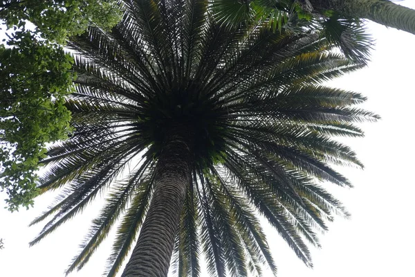 Grandes Árvores Asiáticas Parque Com Plantas Palmeiras — Fotografia de Stock